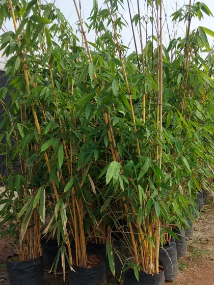 A stock of Golden Bamboo, which is prized for its beautiful yellow canes. It can be a stunning feature plant in a tropical or Asian-themed garden.