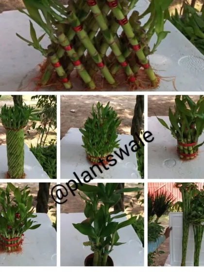 We offer Lucky Bamboo in many forms, from intricate pyramid and spiral arrangements to simple, elegant stalks. Each style carries its own significance, making it a versatile gift for any occasion.