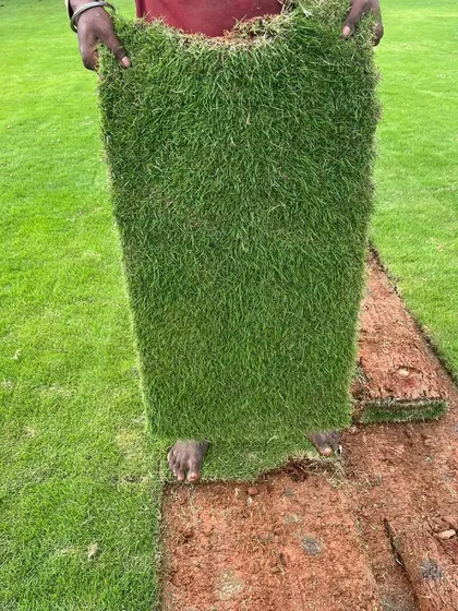 The quality of my materials is something I take seriously. This is a roll of the pure Mexican grass I supply, showing its thickness and healthy root system which ensures a durable, beautiful lawn.
