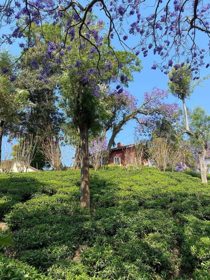 A charming red-roofed house nestled among jacaranda trees and tea bushes. The Nilgiris are filled with these picturesque scenes, making every turn of the pedal a delight.