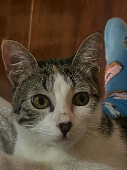 Those big kitten eyes! Little Maya is just too cute for words.