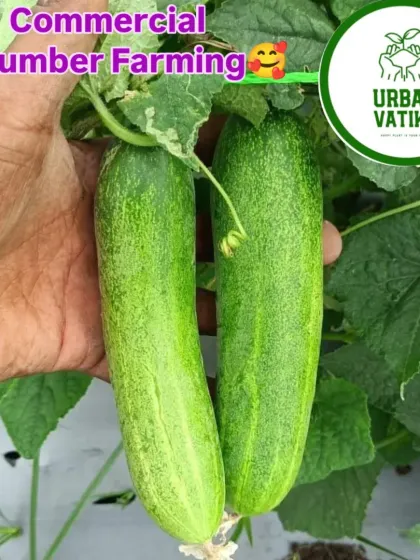 We help you grow perfect commercial-grade cucumbers. These are grown using techniques that ensure they are straight, crisp, and uniform in size.