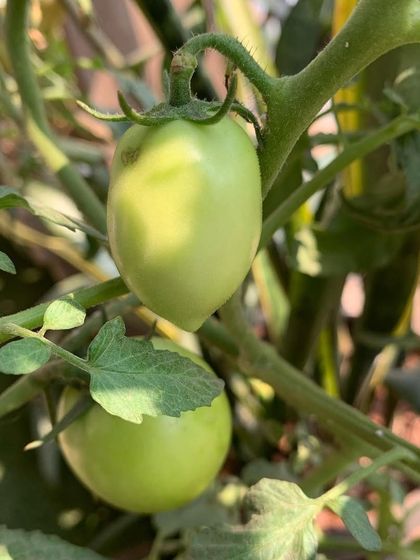 Edible Home Gardens photo 5