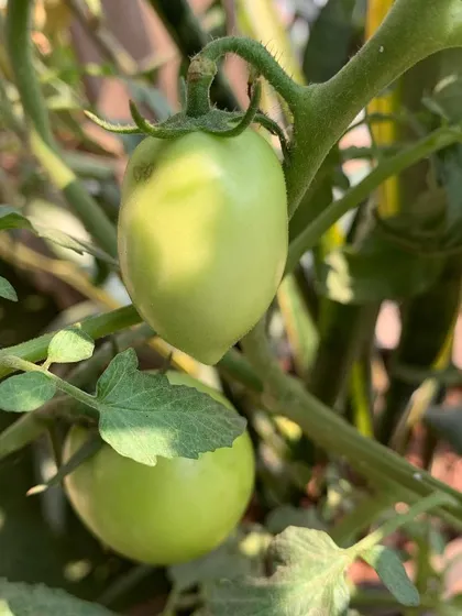 The simple joy of seeing your own food grow. These young, green tomatoes are just starting to develop on a balcony vine.