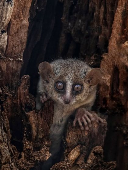 African Journeys: Savannahs, Jungles, and Great Apes photo 13