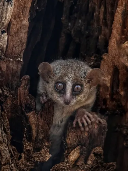 The world's smallest primate, the mouse lemur, peers from its home in a tree hollow in Madagascar. These nocturnal creatures are incredibly difficult to find, and documenting them requires specialized night-time fieldwork.
