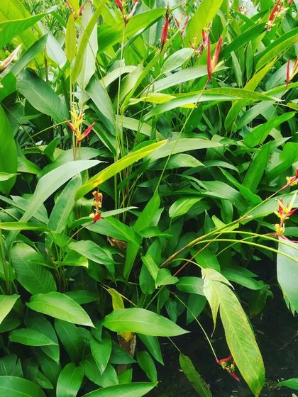 Hygrinz - Garden Maintenance Gardening Know-How: Tips & Techniques photo 42