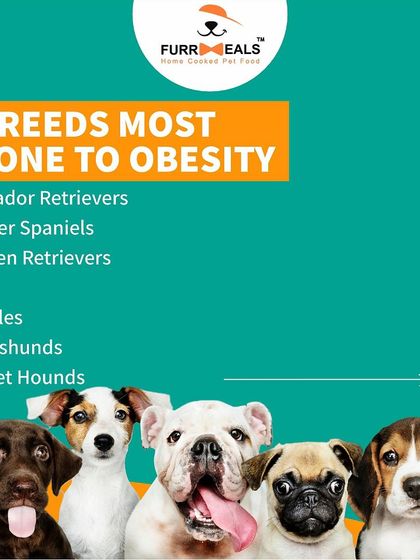 One in every two dogs in India is overweight. This guide shows you the signs of obesity, lists the breeds most prone to it, and explains the serious health risks involved. Knowledge is the first step to prevention.