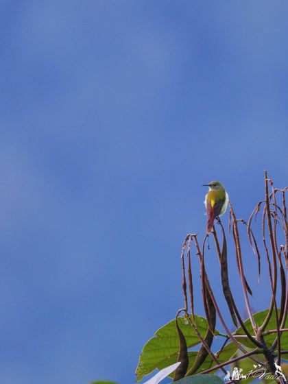 The Fire-tailed Sunbird, a tiny jewel of the high Himalayas, perched against a clear blue sky.