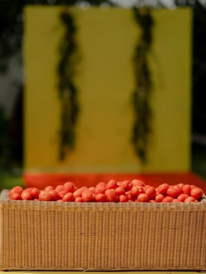 A basket of fresh tomatoes, with the vibrant yellow and red "La Tomatina" stage in the background. This shot captures the core elements of this unique Haldi theme.