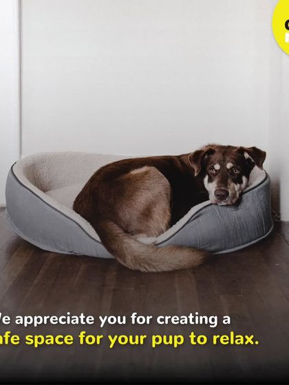 A good pet bed creates a safe space for your pup to relax. It's their personal spot in the house. I appreciate all the paw-some dads who provide this comfort for their fur babies.