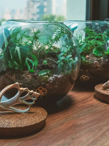 A pair of my round bowl terrariums with unique seashell lids, sitting by a window. These pieces bring a touch of the coast and the forest together.