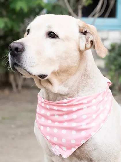 Bunny looking handsome in his pink polka-dot bandana. He's one of our most photogenic residents!