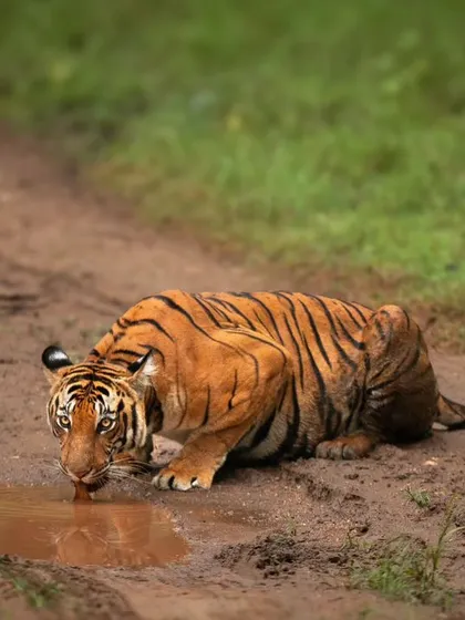 We often encounter roadblocks in the jungle, but this is the kind we love. A tigress from Kabini claims the safari track for herself, first resting and then taking a drink from a puddle.