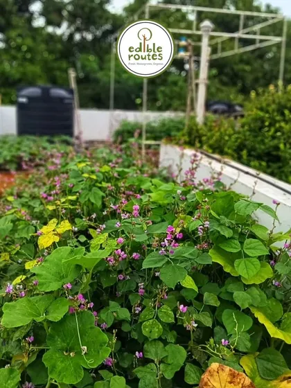 The beautiful purple flowers of these bean plants not only add a splash of color but are also a sign of a healthy, pollinator-friendly garden that will soon yield a delicious harvest.