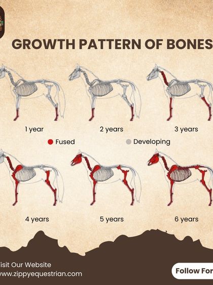 An infographic from our Rider's Friday Series showing the growth pattern of a horse's bones, emphasizing the need for wise and patient training.