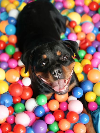 Priyanka - Themed & Special Occasion Pet Photography Birthday & Milestone Paw-ties photo 7