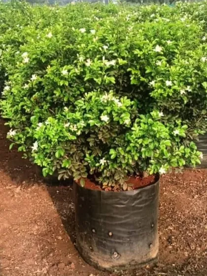 A healthy, blooming Chandni (Crepe Jasmine) plant at my nursery. These are great for hedges or as standalone shrubs and produce fragrant white flowers.