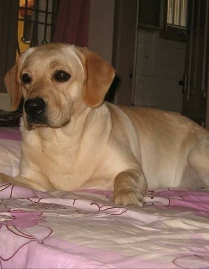 Petspace - Dog Boarding Our Pack Through the Years photo 31