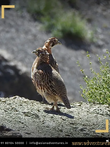 A pair of Tibetan Partridges stand alert in their rocky habitat in Ladakh. Our expert guides know the best locations to find these well-camouflaged birds.