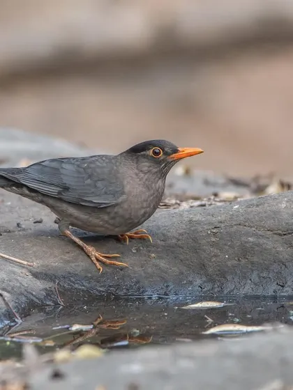 A male Indian Blackbird by a water source. These spots are excellent for photography as they attract a wide variety of birds.