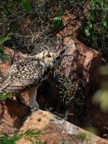 A Rock Eagle Owl, perfectly camouflaged against the rocky terrain, stares intently with its fiery orange eyes. Finding and photographing such masters of disguise is a rewarding challenge we prepare you for in our workshops.