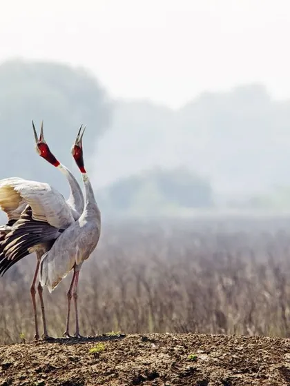 The Sarus Cranes, our state bird in Uttar Pradesh, are known to mate for life. Here, a pair performs their beautiful duet, a trumpeting call that echoes across the wetlands of Keoladeo National Park, a symbol of their lifelong bond.
