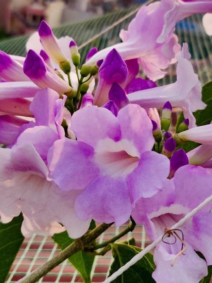 The Garlic Vine is a stunning climber that produces these beautiful trumpet-shaped flowers. They change color from deep purple to pale lavender as they age, creating a multi-toned effect.