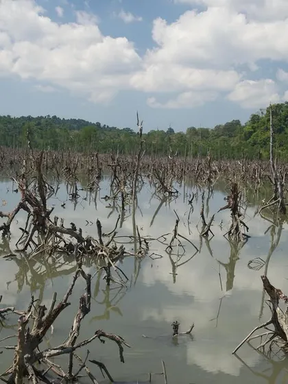 The skeletal remains of mangrove roots claw at the sky in the Andamans. The devastation was immense, but life, slowly, finds a way to return.