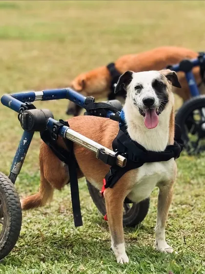 Our park is for every single dog. Seeing the pure joy on this champion's face as they explore our fields is why we do what we do. Wheels or no wheels, every pup deserves to run free and feel the grass beneath their paws.