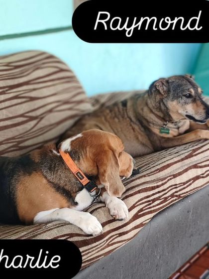 Raymond and Charlie just casually lazing around on the sofa. They claimed this spot as soon as they arrived.
