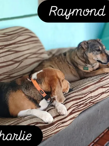 Raymond and Charlie just casually lazing around on the sofa. They claimed this spot as soon as they arrived.