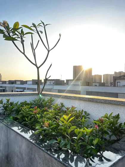 A Champa tree against the sunset on a newly designed terrace. This shows how we integrate different levels of a property into one cohesive landscape design.