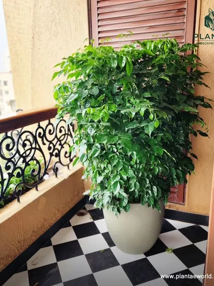 A lush Ficus plant in a simple, elegant pot brings a sense of fullness to this balcony corner. The checkered flooring and classic railing are beautifully complemented by the dense green foliage, creating a timeless look.