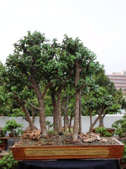 This stunning Jade bonsai forest arrangement creates the illusion of a miniature woodland. Planting multiple trees together in this style evokes a sense of community and natural harmony.