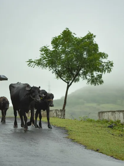 A herdsman guides his cattle down a wet road during a downpour in the Maharashtra countryside. This documentary photograph captures the quiet, atmospheric reality of life during the monsoon season.