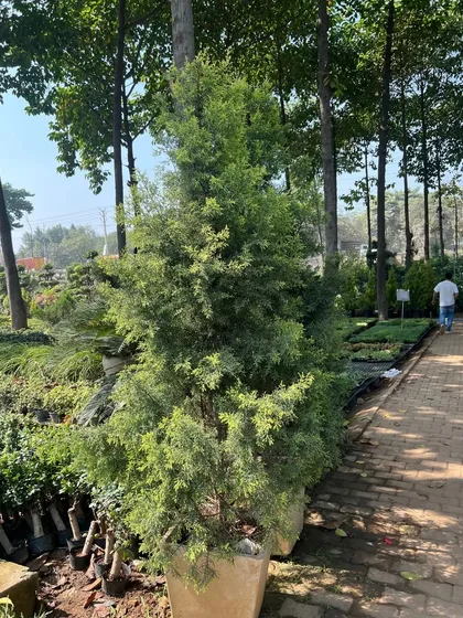 We source and supply a wide range of mature trees and shrubs for immediate impact in your landscape. This tall evergreen tree is ready to be planted to provide privacy or act as a focal point.