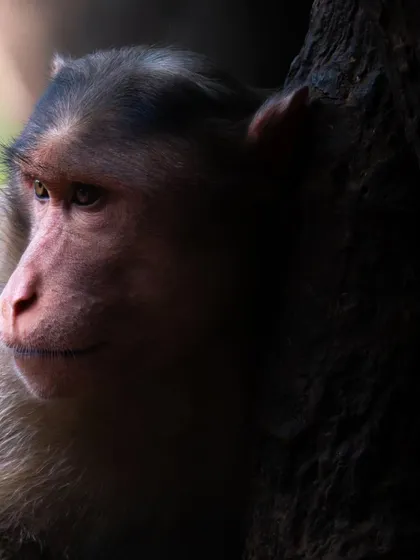 A close-up portrait of a monkey, the soft light highlighting the texture of its fur and its thoughtful expression.