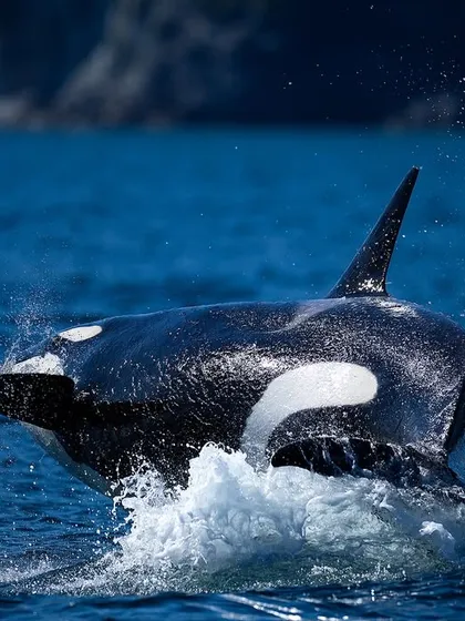 A massive orca breaches the surface of the North Pacific Ocean off the coast of Kamchatka. My international marine expeditions offer a chance to witness and photograph the power of ocean giants in their wild habitat.