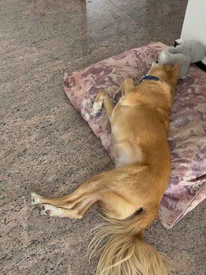 A well-deserved nap for Luffy. I ensure every dog has comfortable, quiet spots to rest and recharge throughout the day, just like they would at home.