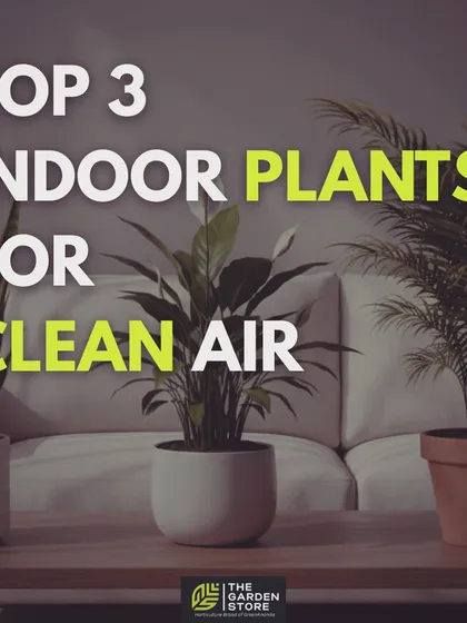 I focus on providing plants that don't just look good, but also work hard. This graphic highlights my top three choices for improving indoor air quality: the Snake Plant, Peace Lily, and Areca Palm, all of which are staples in my rental and maintenance programs.