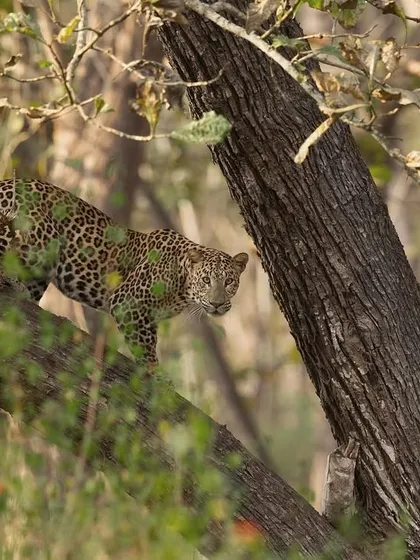 Peering through the leaves, a leopard makes eye contact from its perch in a tree. This image highlights the challenge of spotting these elusive cats in the dense forest.