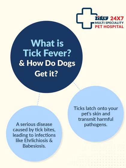 Zigly - Veterinary Services Preventive Care: A Lifetime of Health photo 12