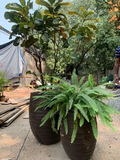 Preparing large, mature plants for a project. These large ferns and Ficus trees in rustic pots will serve as the anchor pieces for a large balcony or terrace garden design, providing immediate impact.