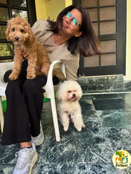 Fun in the sun with Archie and Columbus. Our team member enjoys a playful moment with the two poodles, showcasing the happy and engaging atmosphere of our boarding facility.