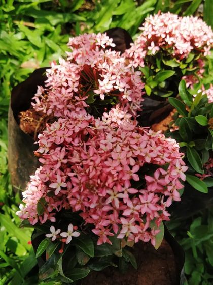 A close-up of a beautiful pink Ixora plant, ready to be planted. We select healthy, vibrant plants to ensure your garden looks its best.