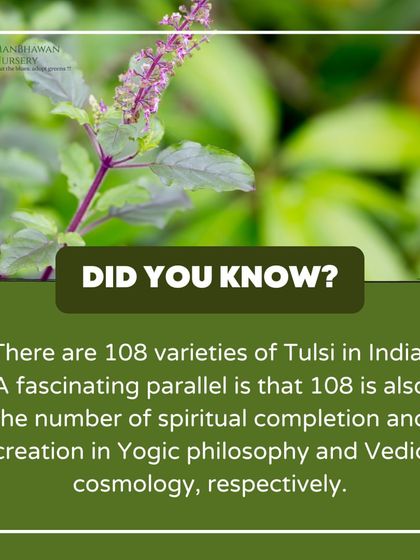 Did you know there are 108 varieties of Tulsi in India? This number is fascinating as 108 is also the number of spiritual completion in Yogic philosophy. We celebrate the deep cultural roots of our plants.