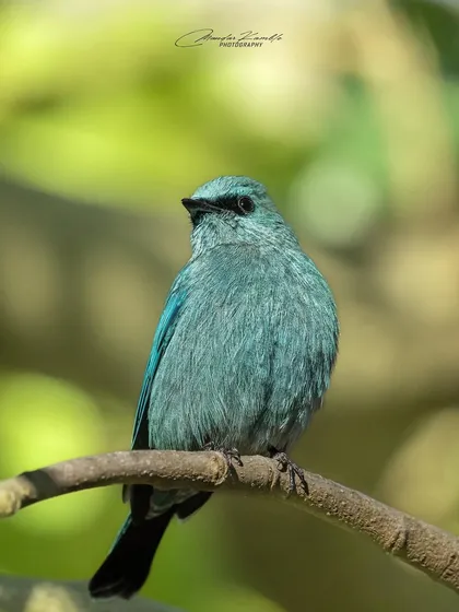 The Verditer Flycatcher has a unique, uniform turquoise-blue colour. It's a stunning sight against the soft green of the forest.