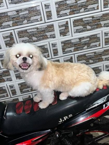 Wooflezpetcare - At-Home Pet Grooming Small Dog Styling photo 9