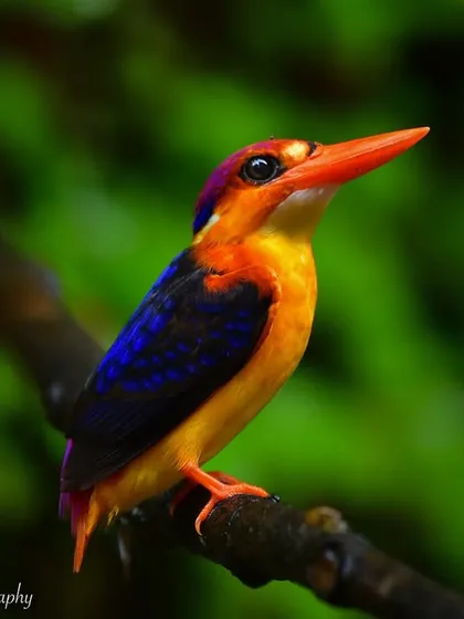 The Oriental Dwarf Kingfisher is like a jewel of the forest. Capturing its vibrant colors, from the deep blues to the fiery orange, requires a fast lens and an even faster eye. This little bird is a testament to the incredible biodiversity I strive to document.